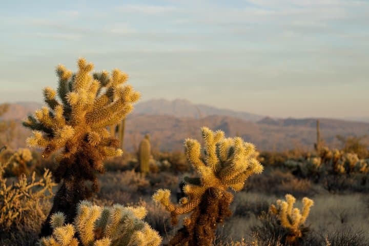 Sonoran Desert Jeep Tour from Scottsdale: Off-Road Safari into Tonto National Forest photo 2