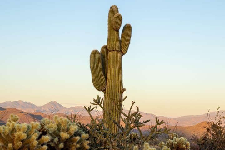 Sonoran Desert Jeep Tour from Scottsdale: Off-Road Safari into Tonto National Forest photo 3