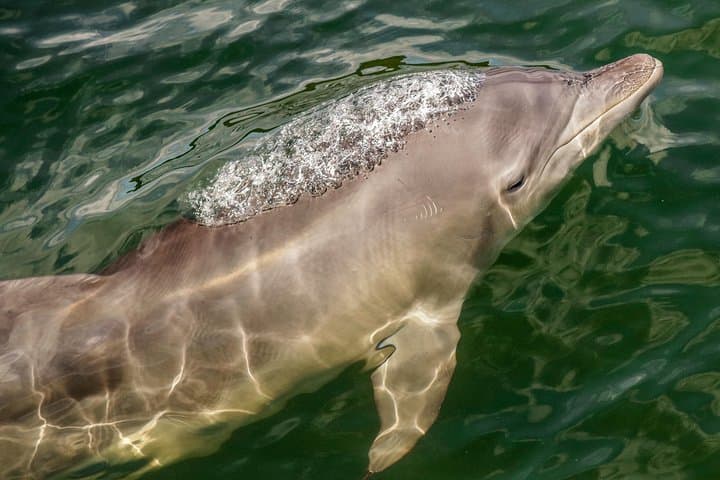 Port Stephens Sail & Snorkel: Dolphin Encounters and Island Reef Cruise photo 3