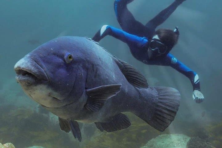 Port Stephens Sail & Snorkel: Dolphin Encounters and Island Reef Cruise photo 5