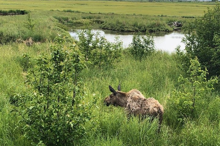 Glen Alps Nature Walk in Chugach State Park — Easy Flora & Wildlife Hike Near Anchorage photo 5