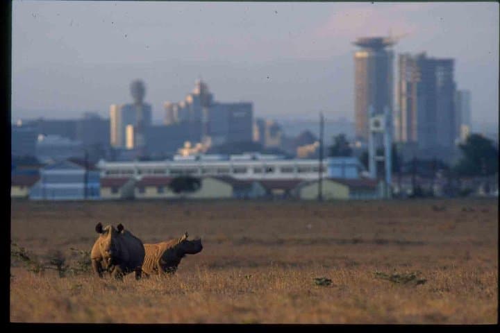 Explore Nairobi National Park, Elephant Orphanage & Bomas Cultural Dance: A Full-Day Wildlife and Cultural Experience photo 5