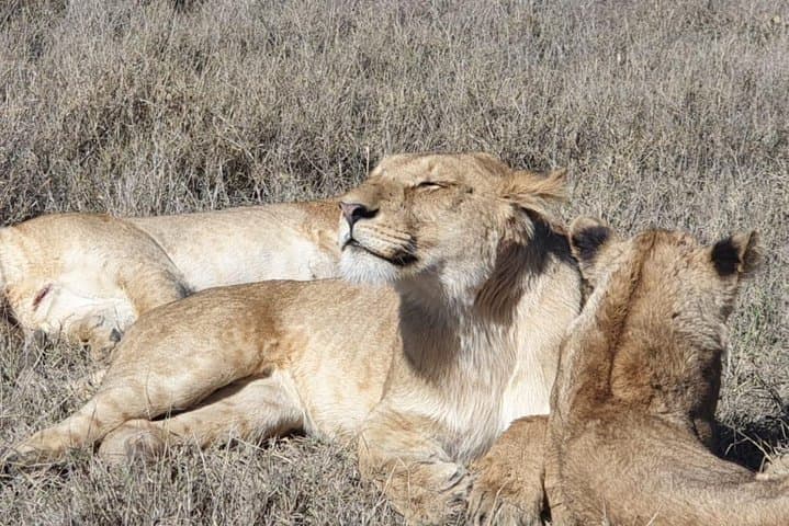 Ngorongoro Crater Day Safari from Arusha — Big Five on a Full-Day Game Drive photo 5