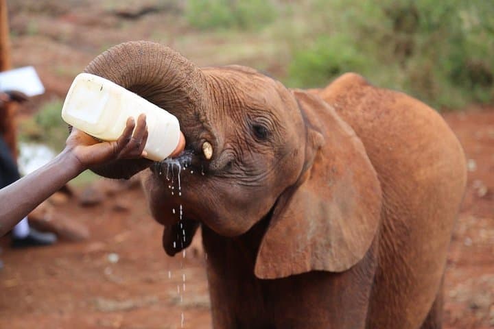 Explore Nairobi National Park, Elephant Orphanage & Bomas Cultural Dance: A Full-Day Wildlife and Cultural Experience