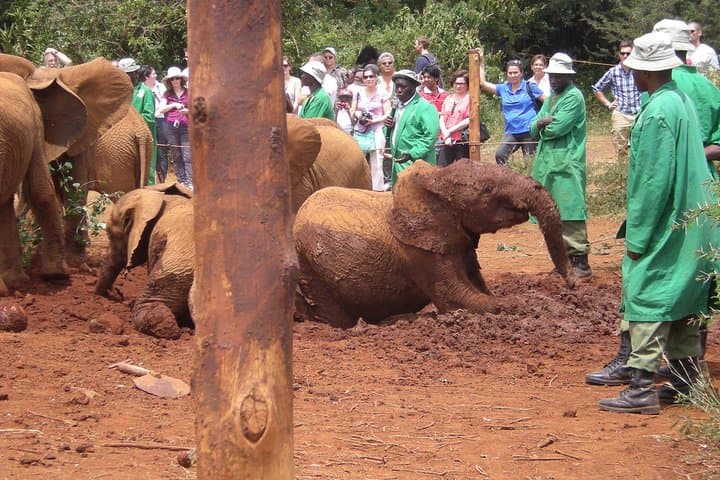 Explore Nairobi National Park, Elephant Orphanage & Bomas Cultural Dance: A Full-Day Wildlife and Cultural Experience photo 2