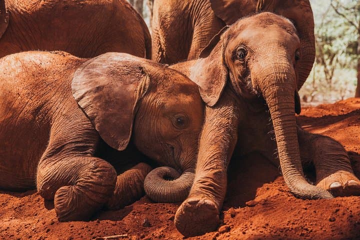 Explore Nairobi National Park, Elephant Orphanage & Bomas Cultural Dance: A Full-Day Wildlife and Cultural Experience photo 3