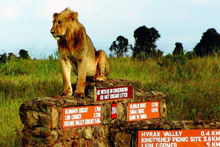 Explore Nairobi National Park, Elephant Orphanage & Bomas Cultural Dance: A Full-Day Wildlife and Cultural Experience photo 4