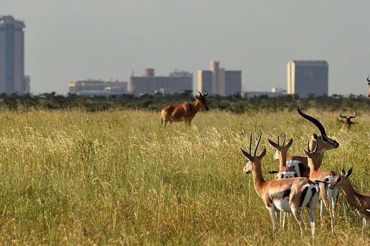 Explore Nairobi National Park, Elephant Orphanage & Bomas Cultural Dance: A Full-Day Wildlife and Cultural Experience photo 6
