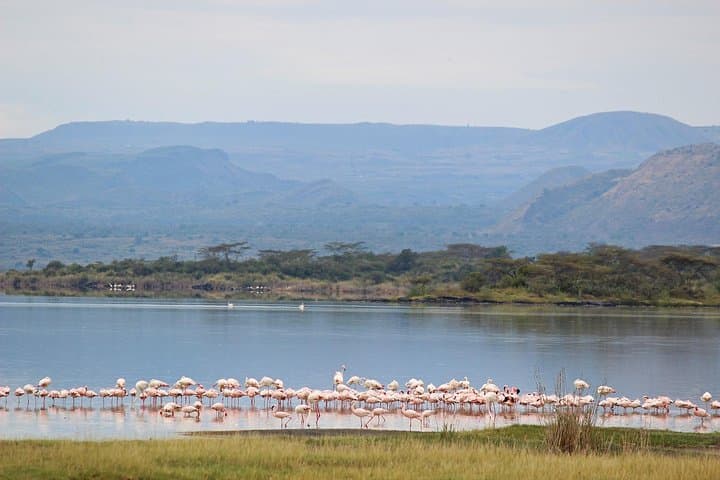 Lake Elementaita Flamingo and Soysambu Wildlife Day Tour from Nairobi photo 5