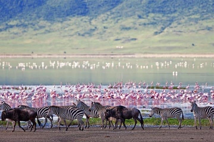 Lake Elementaita Flamingo and Soysambu Wildlife Day Tour from Nairobi
