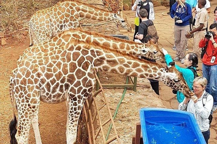 Up Close with Kenya’s Giants: A Day at Giraffe Centre, Elephant Orphanage & Nairobi National Park photo 5