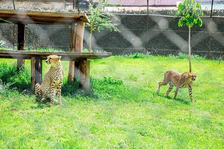 Kibera to Sedmak: A Guided Day Tour Through Nairobi’s Urban Life and Wildlife