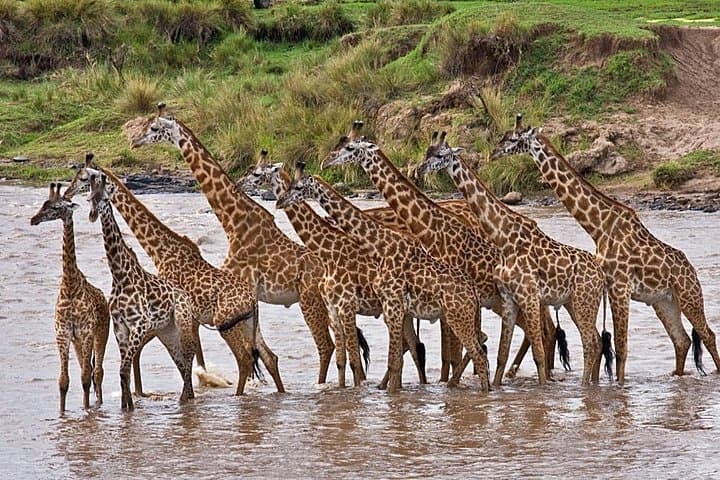 Lake Elementaita Flamingo and Soysambu Wildlife Day Tour from Nairobi photo 3