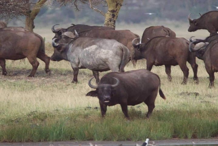 Lake Elementaita Flamingo and Soysambu Wildlife Day Tour from Nairobi photo 4