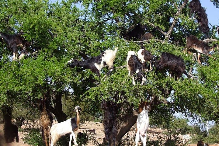 Agadir to Zagora & Marrakech: 4-Day Ocean-to-Desert Morocco Tour photo 3