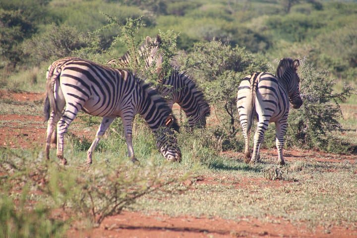 2-Day Lake Nakuru Safari — Flamingos, Rhinos & Rift Valley Views photo 6