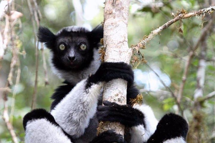 Andasibe Lemur Day Trip from Antananarivo: See Indri, Vakona & Peyrieras in One Long Day