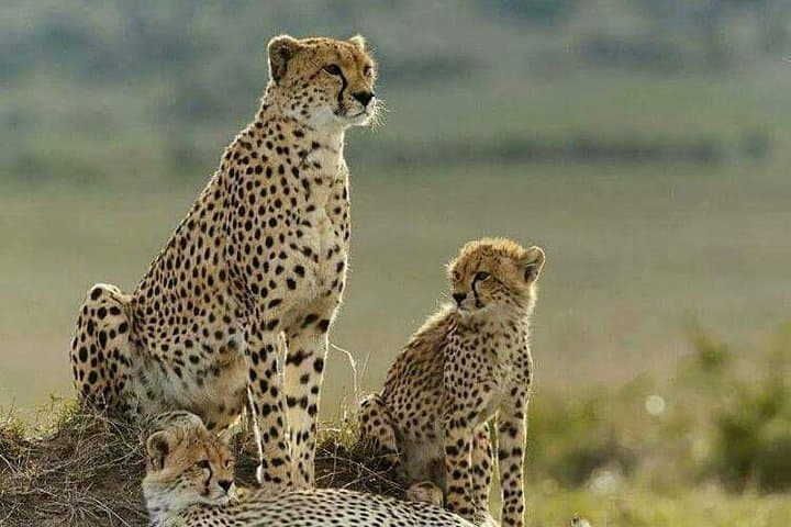 2-Day Tsavo East Safari: Ashnil Aruba Lodge Luxury Wildlife Experience photo 4