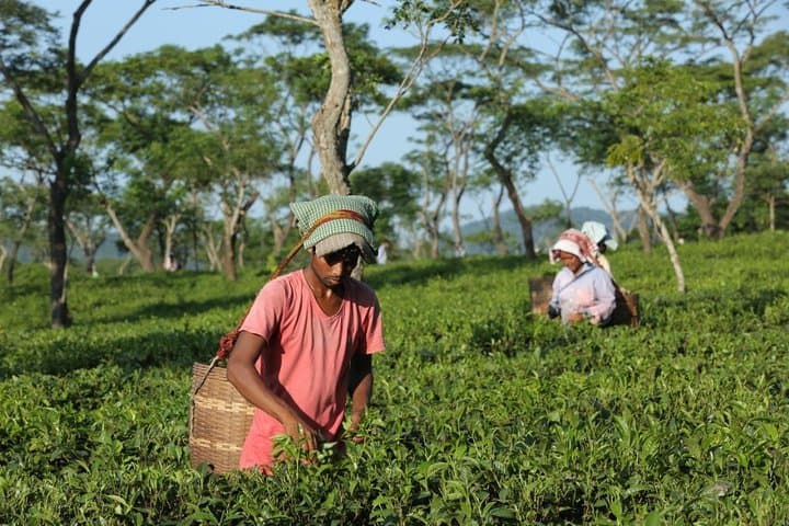 Assam & Meghalaya: 6-Day Kaziranga to Dawki Adventure photo 4
