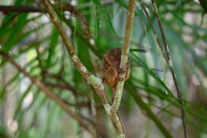 Day trip to Bohol's Chocolate Hills & Tarsiers — roundtrip ferry from Cebu photo 2