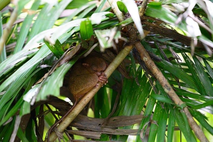 Day trip to Bohol's Chocolate Hills & Tarsiers — roundtrip ferry from Cebu photo 3