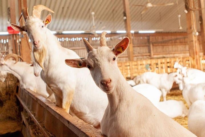 Goat Hike at Vulkanhof Gillenfeld — Walk with Goats in Vulkaneifel Geopark photo 6