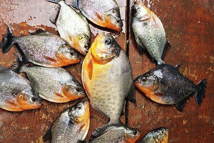 Amazon Piranha Fishing: Real Jungle Adventure from Iquitos photo 4