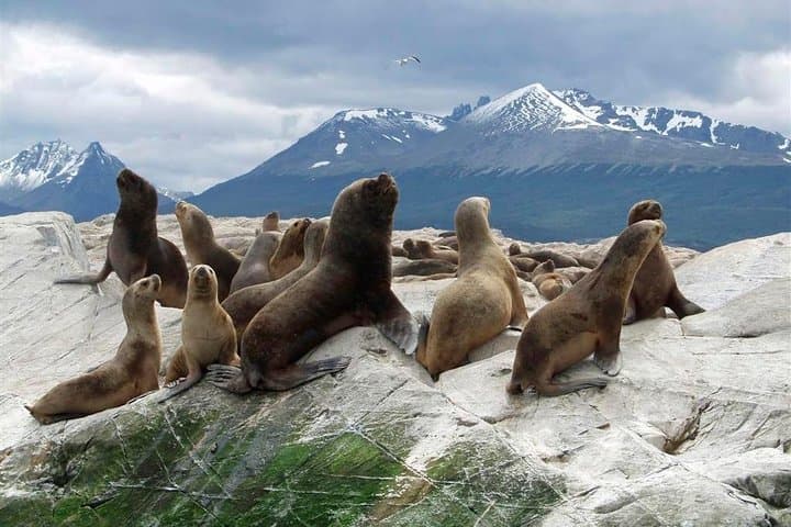 Beagle Channel Catamaran to Isla de Lobos and Les Eclaireurs Lighthouse photo 2