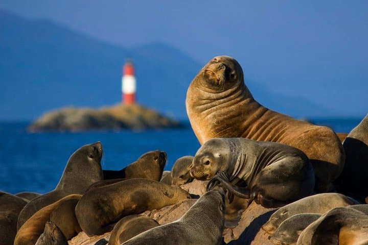 Beagle Channel Catamaran to Isla de Lobos and Les Eclaireurs Lighthouse