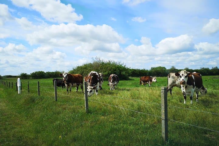 Explore the Historical Normandy Landing Beaches: A Private Day Tour photo 6
