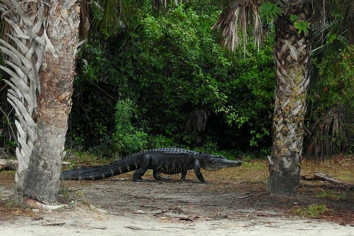 Exploring the Everglades: A Full-Day Safari Adventure from Fort Lauderdale photo 4
