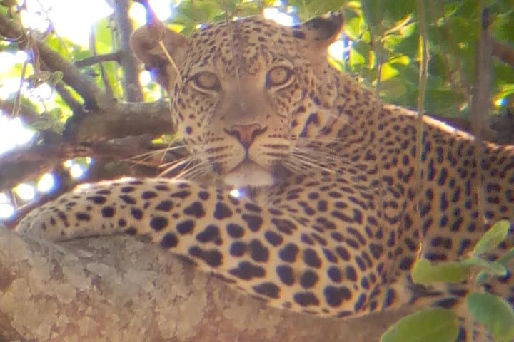 10-Day Southern Tanzania Safari: Selous (Nyerere), Ruaha, Udzungwa & Mikumi photo 2
