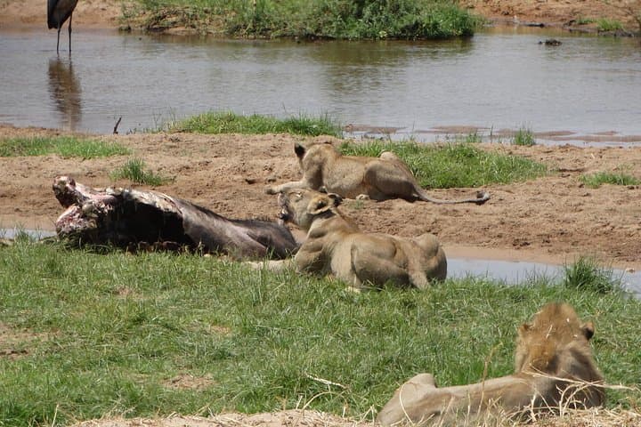 10-Day Southern Tanzania Safari: Selous (Nyerere), Ruaha, Udzungwa & Mikumi photo 3