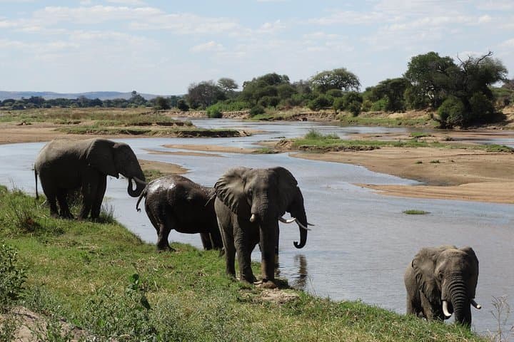 10-Day Southern Tanzania Safari: Selous (Nyerere), Ruaha, Udzungwa & Mikumi photo 4