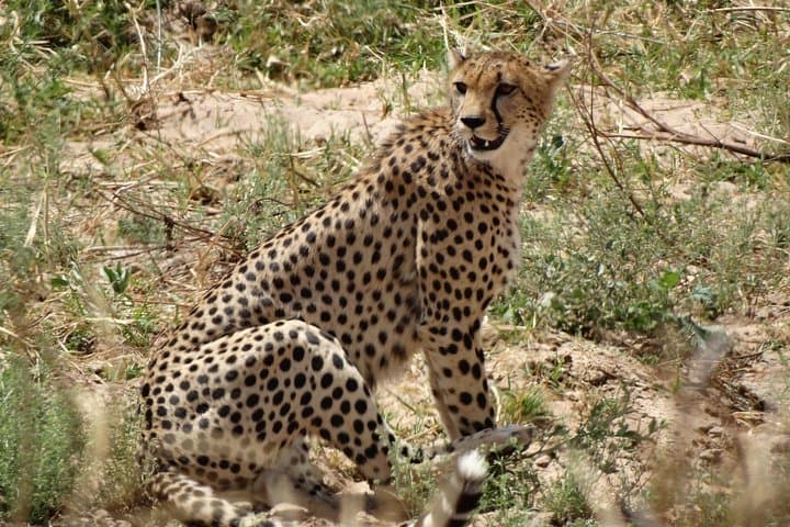 10-Day Southern Tanzania Safari: Selous (Nyerere), Ruaha, Udzungwa & Mikumi photo 5