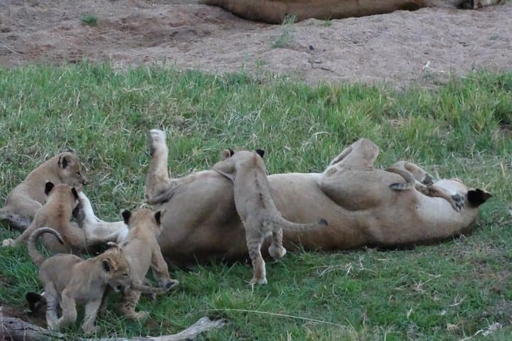 10-Day Southern Tanzania Safari: Selous (Nyerere), Ruaha, Udzungwa & Mikumi photo 6
