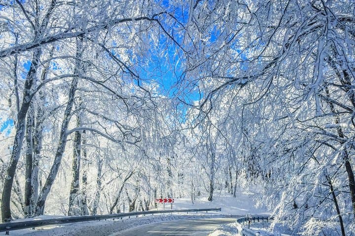 Winter Family Adventure: Sabaduri, Ananuri & Gudauri Day Trip from Tbilisi photo 2
