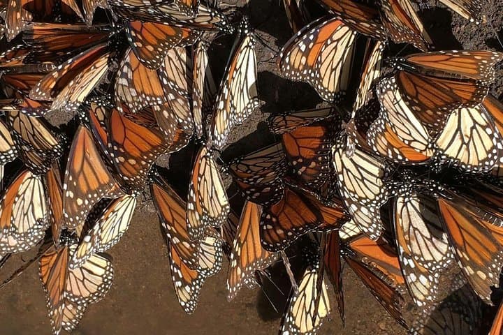 Monarch Butterfly Private Tour from Morelia — El Rosario Sanctuary Experience photo 4