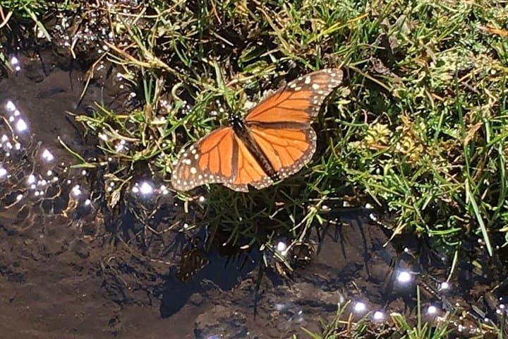 Monarch Butterfly Private Tour from Morelia — El Rosario Sanctuary Experience photo 2