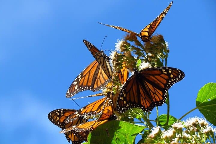Monarch Butterfly Private Tour from Morelia — El Rosario Sanctuary Experience