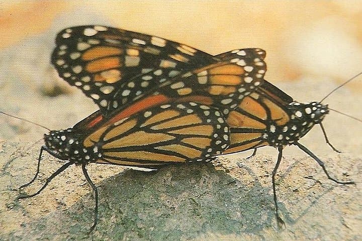 Monarch Butterfly Private Tour from Morelia — El Rosario Sanctuary Experience photo 6