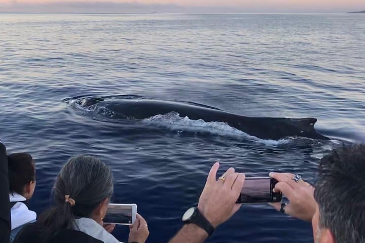 Small-Group Whale Watching Adventure in Lahaina, Maui photo 4