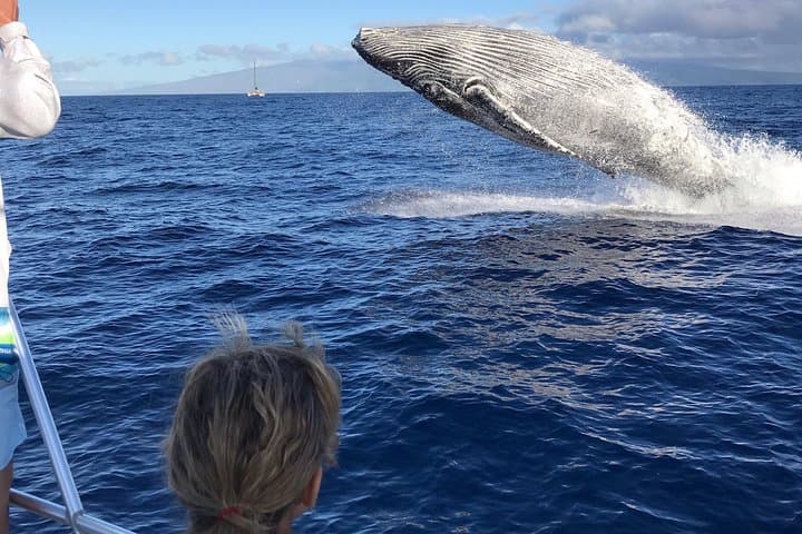 Small-Group Whale Watching Adventure in Lahaina, Maui photo 5