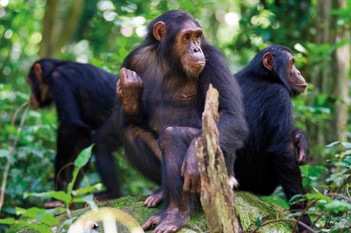 2-Day Chimpanzee Trekking & Canopy Walk in Nyungwe National Park, Rwanda