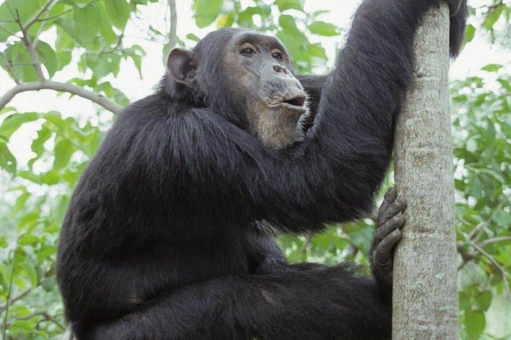 2-Day Chimpanzee Trekking & Canopy Walk in Nyungwe National Park, Rwanda photo 4