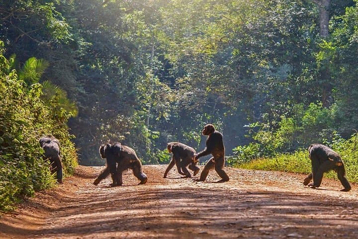 2-Day Chimpanzee Trekking & Canopy Walk in Nyungwe National Park, Rwanda photo 6
