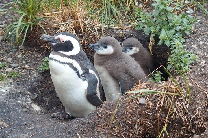 Sail the Beagle Channel to Martillo Island Penguin Colony photo 2