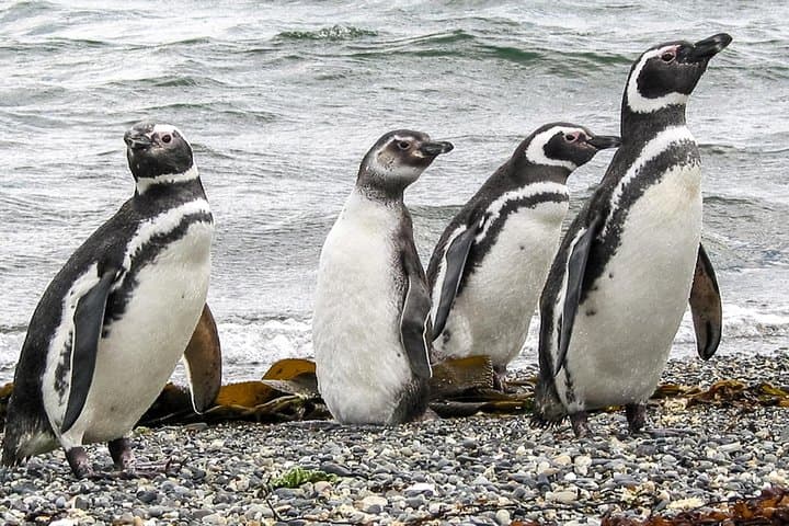 Sail the Beagle Channel to Martillo Island Penguin Colony photo 6