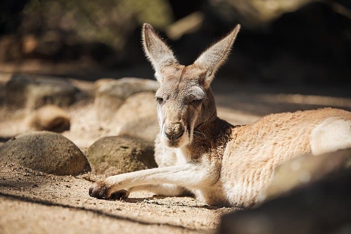 Taronga Zoo Wild Australia Experience — Behind-the-Scenes Wildlife Tour in Sydney photo 3