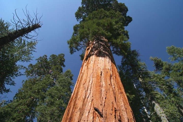 Sequoia National Park Private Day Tour from Tulare — Moro Rock, Giant Sequoias & Meadow Hikes